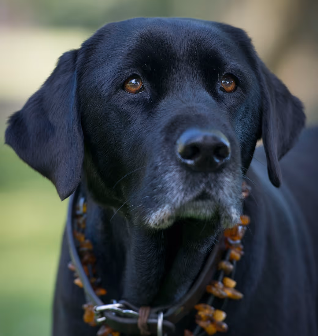 The safest way to meet, adopt, and love your future pet companion