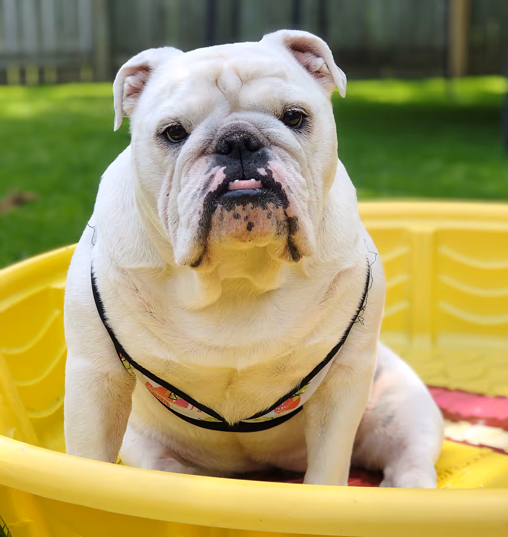 The safest way to meet, adopt, and love your future pet companion