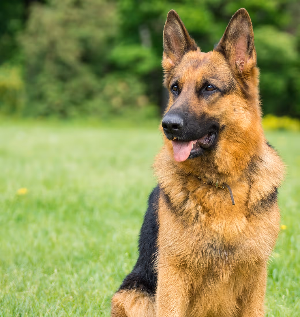 The safest way to meet, adopt, and love your future pet companion